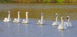 7 Swans a-Swimming